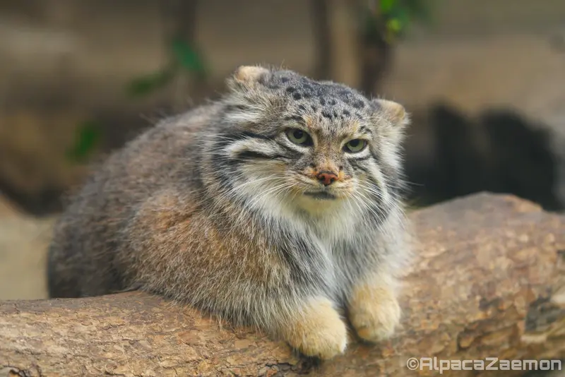 A photograph of Az in Kobe Animal Kingdom