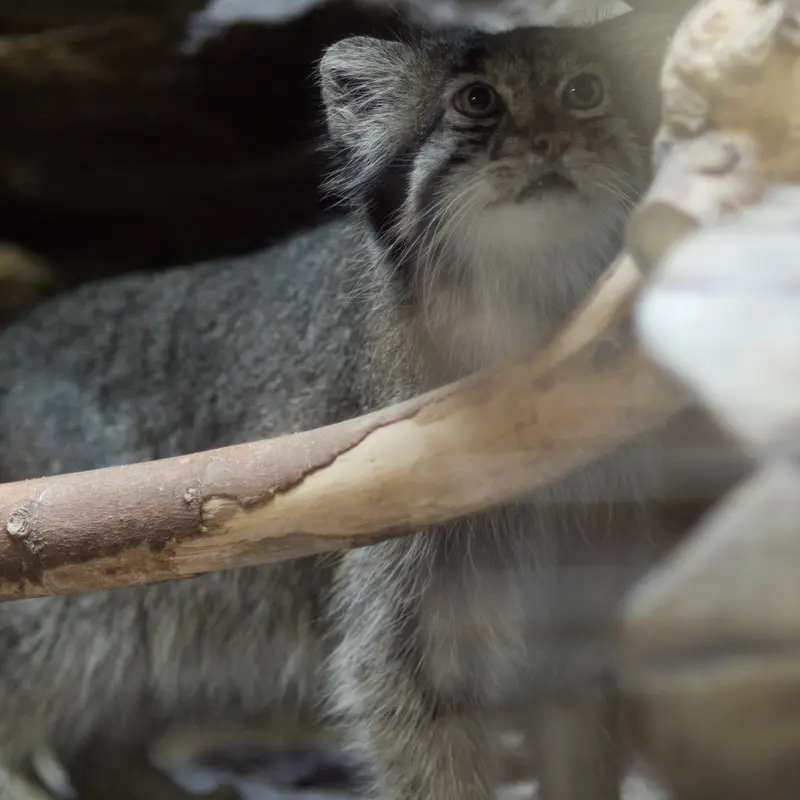 A photograph of Klyon in Ueno Zoological Gardens