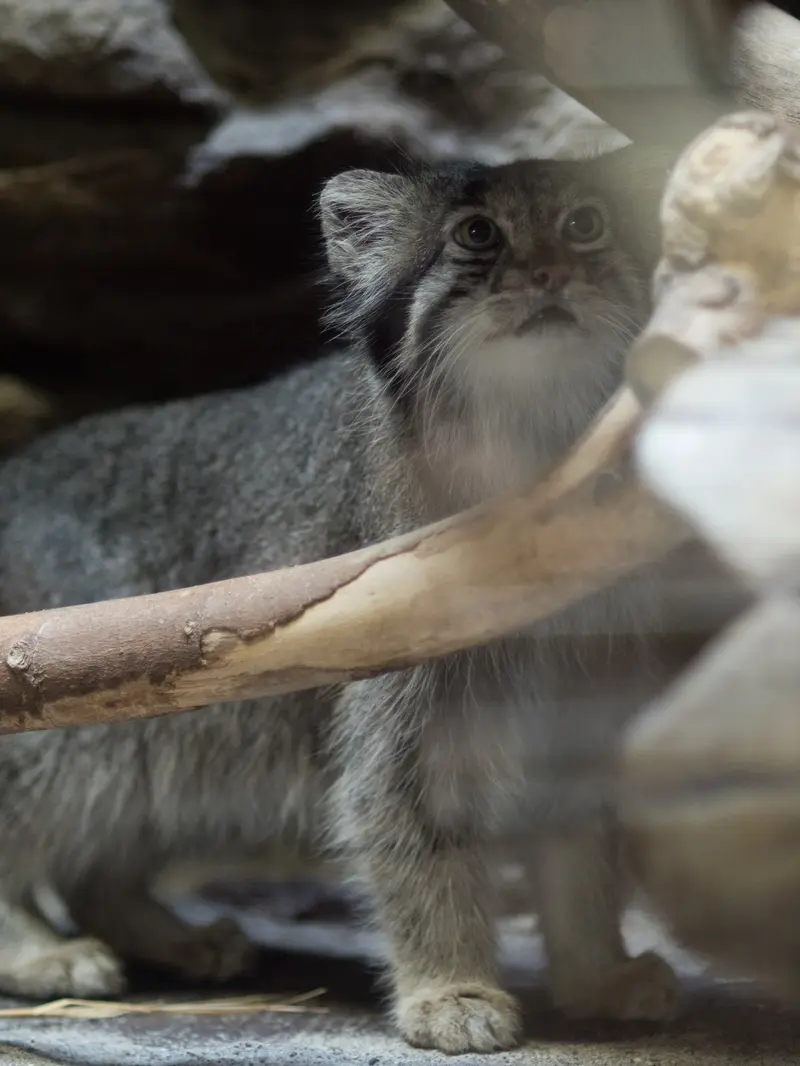 A photograph of Klyon in Ueno Zoological Gardens