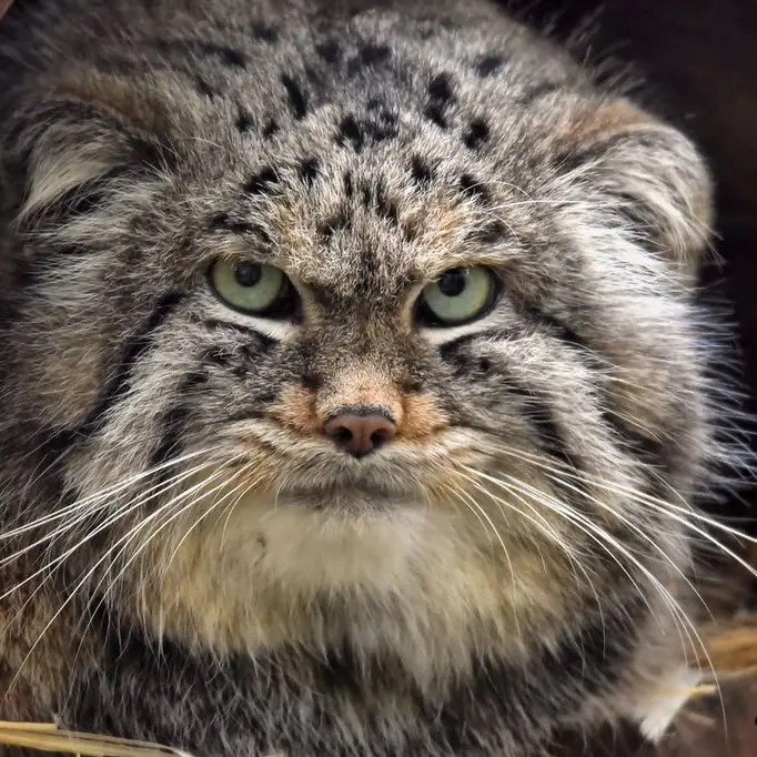 A photograph of Altai in Lumigny Safari Reserve