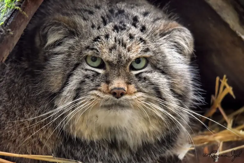 A photograph of Altai in Lumigny Safari Reserve