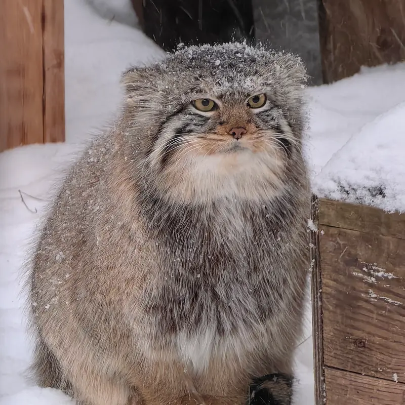 A photograph of Son of Eve 2024 Ⅱ in Novosibirsk Zoo