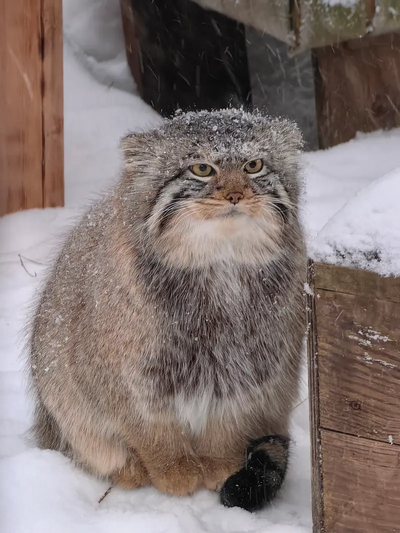 A photograph of Son of Eve 2024 Ⅱ in Novosibirsk Zoo