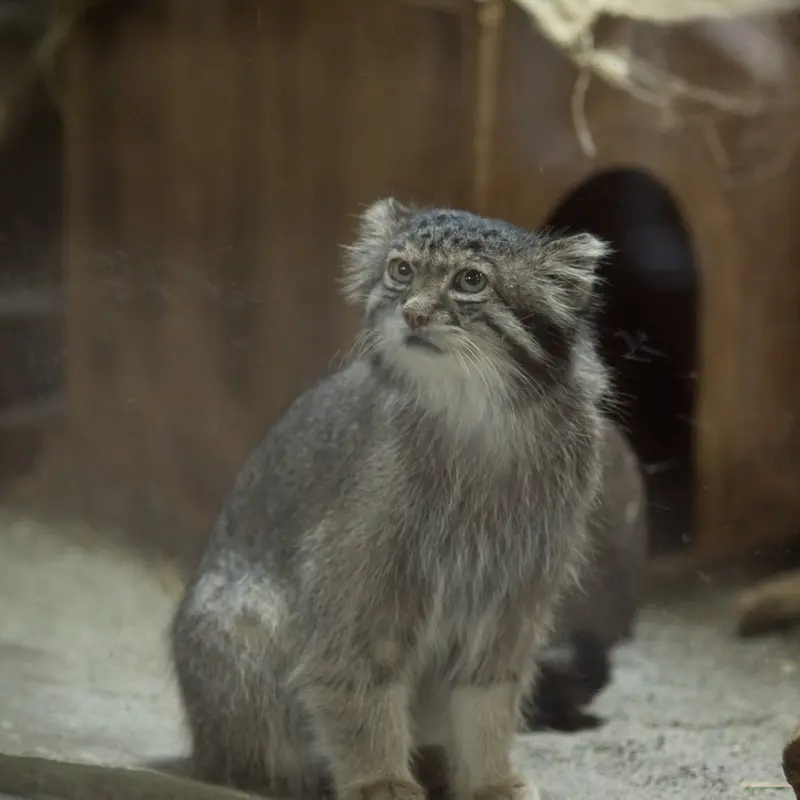 A photograph of Klyon in Ueno Zoological Gardens