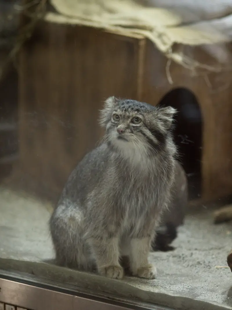 A photograph of Klyon in Ueno Zoological Gardens