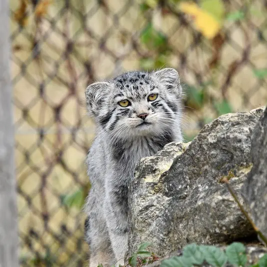 A photograph of Kitten of Namuu b. 2025 Ⅳ in Port Lympne Wild Animal Park