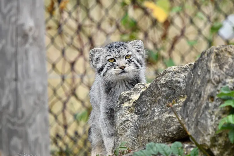 A photograph of Kitten of Namuu b. 2025 Ⅳ in Port Lympne Wild Animal Park