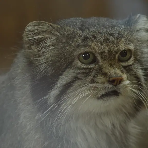 A photograph of a Pallas's cat in Ueno Zoological Gardens