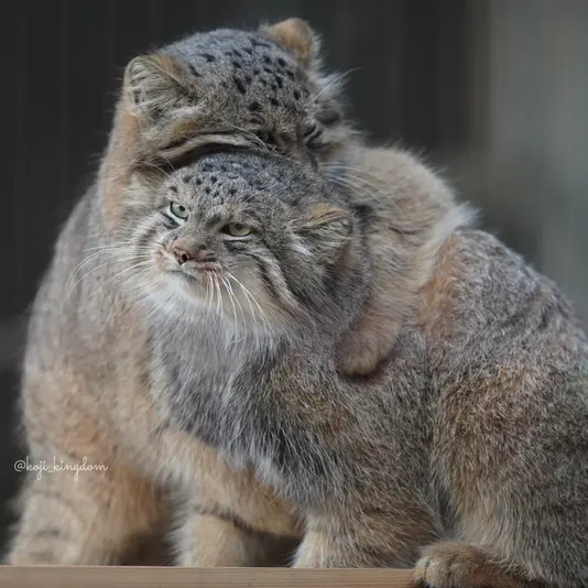 A photograph of Hide and Yasu in Higashiyama Zoo and Botanical Gardens