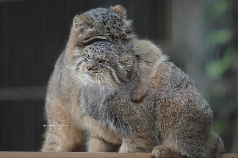 A photograph of Hide and Yasu in Higashiyama Zoo and Botanical Gardens
