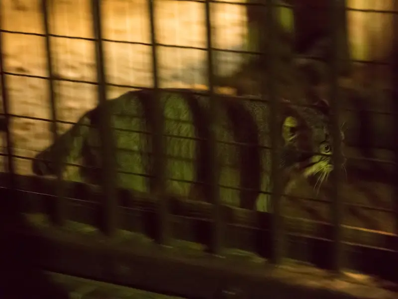A photograph of Figa in Nogeyama Zoo
