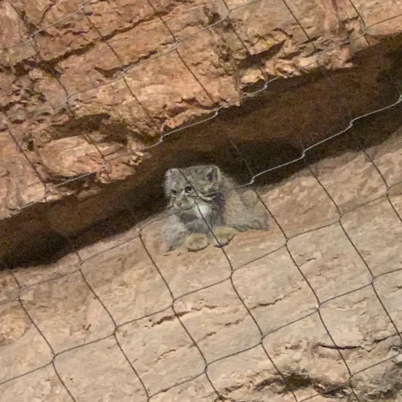 A photograph of a Pallas's cat