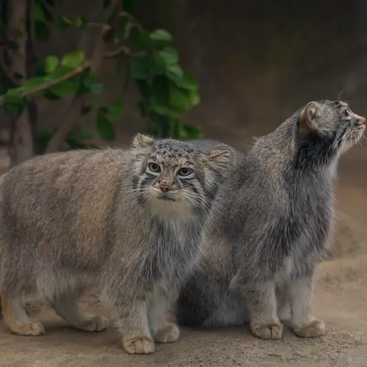 A photograph of Az in Kobe Animal Kingdom