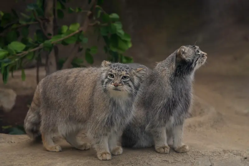 A photograph of Az and Oto in Kobe Animal Kingdom