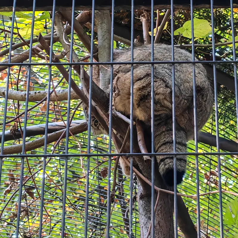 A photograph of Tsas in Kraków Zoo
