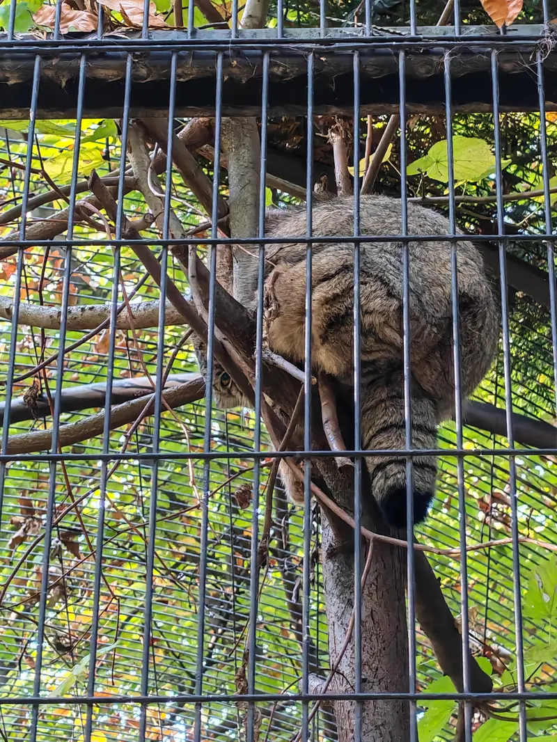 A photograph of Tsas in Kraków Zoo