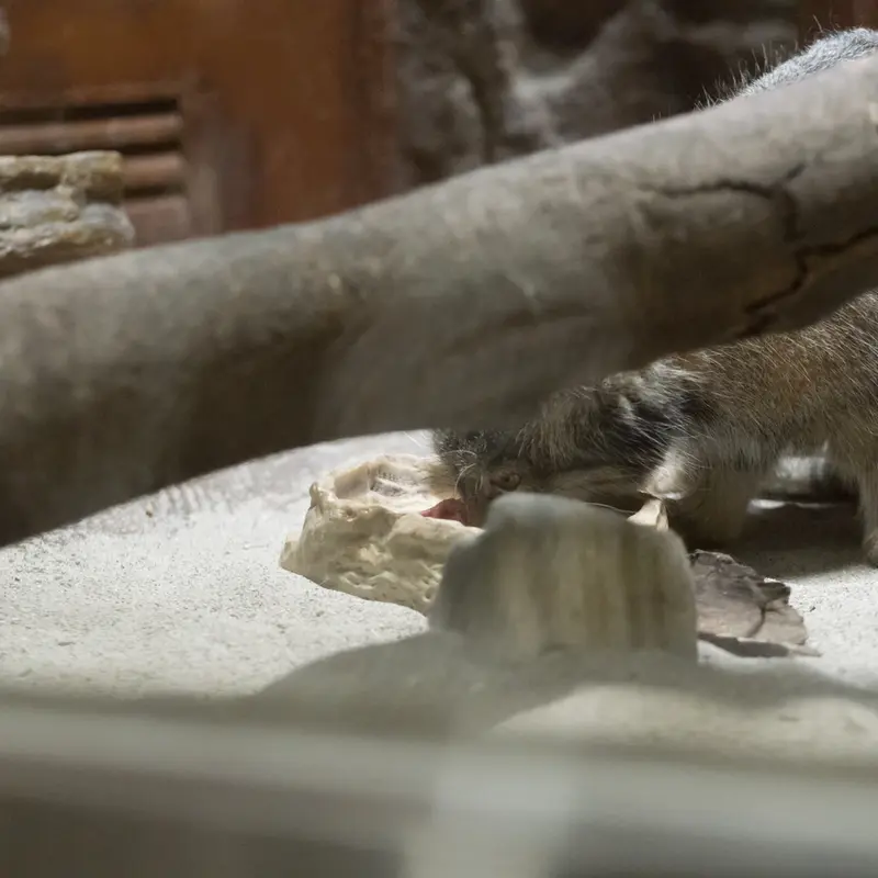A photograph of Shafran in Ueno Zoological Gardens