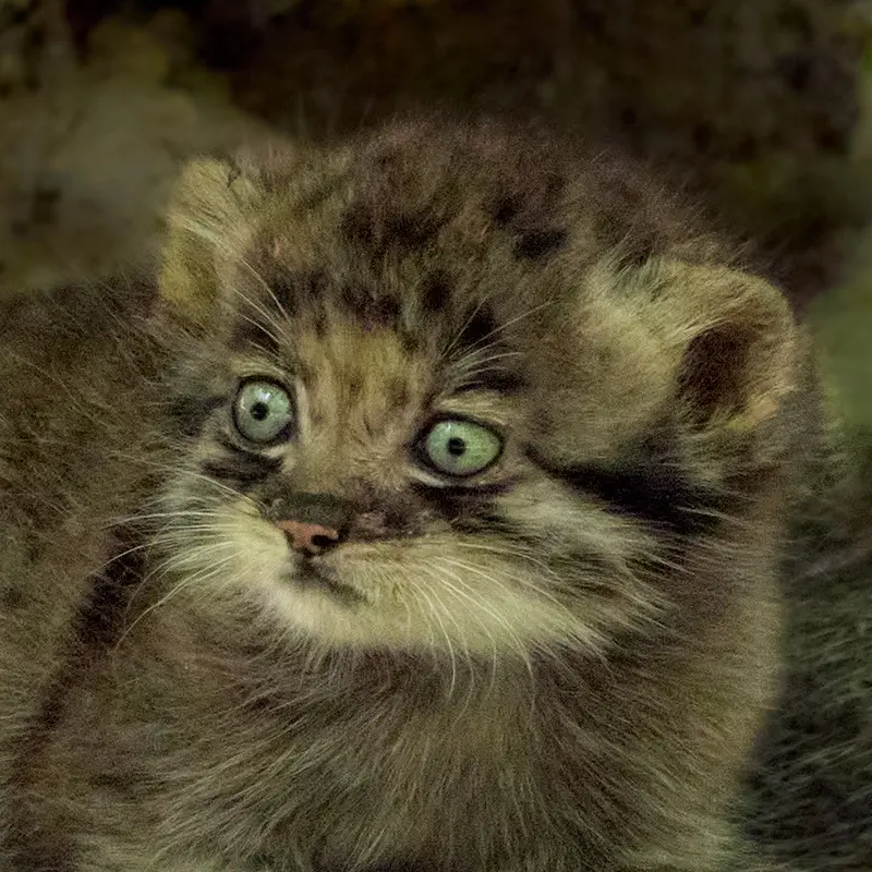 Goroshinka the Pallas's cat from Novosibirsk Zoo