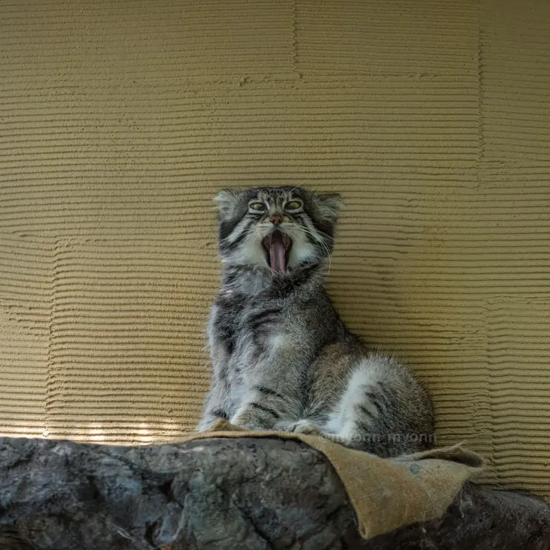 A photograph of Grusha in Asahiyama Zoo