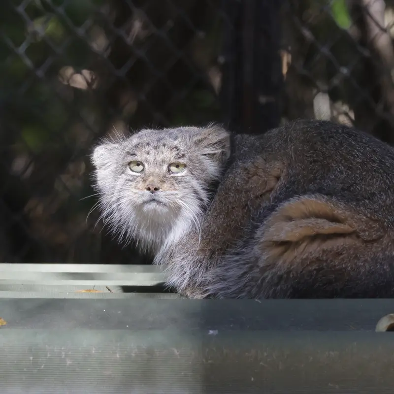A photograph of Mia in Novosibirsk Zoo