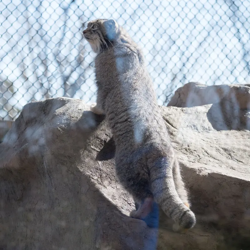 A photograph of Oto in Saitama Children's Zoo