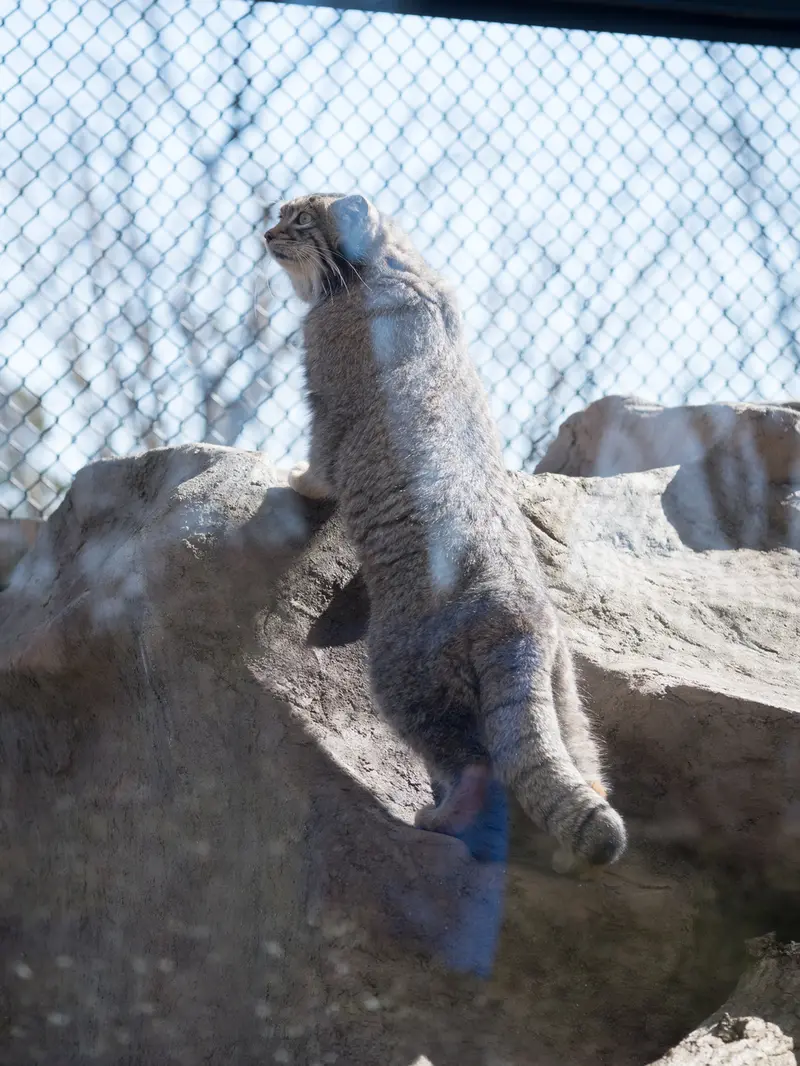 A photograph of Oto in Saitama Children's Zoo