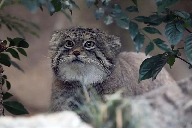 A photograph of a Pallas's cat