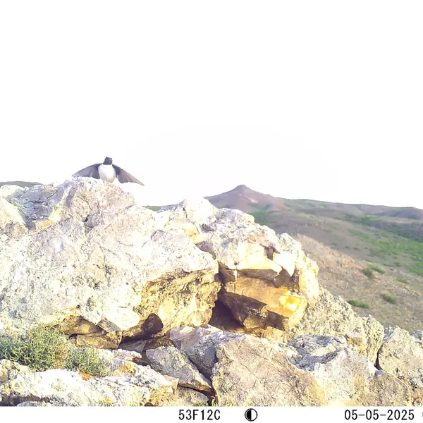 A photograph of a Pallas's cat from Besshoky 1 camera trap