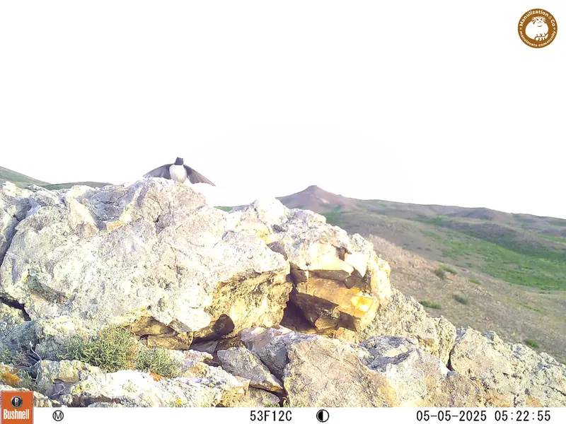 A photograph of a Pallas&#039;s cat from Besshoky 1 camera trap