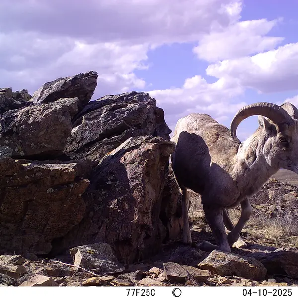 A photograph of Argali from Karashoky camera trap
