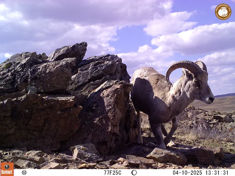 A photograph of Argali from Karashoky camera trap