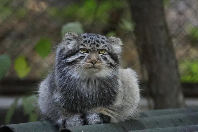 A photograph of a Pallas's cat