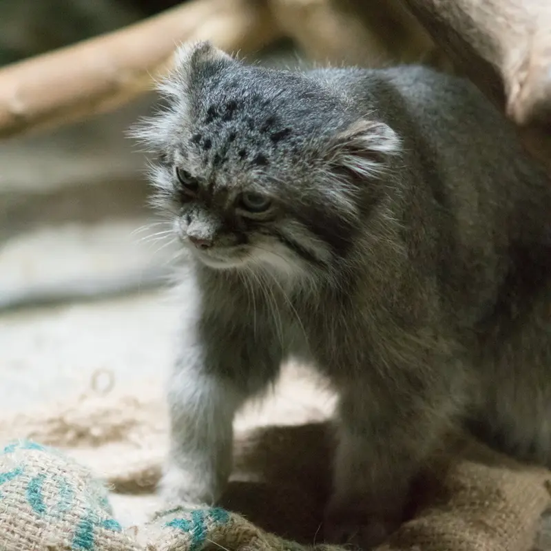 A photograph of Klyon in Ueno Zoological Gardens