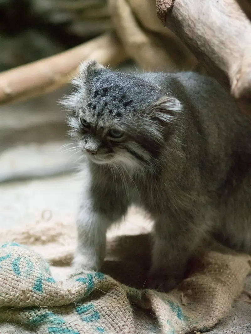 A photograph of Klyon in Ueno Zoological Gardens