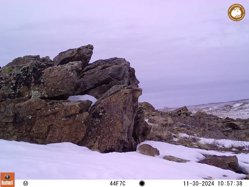 A photograph of Pika from Karashoky camera trap