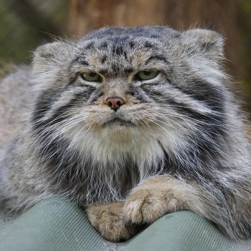 A photograph of George in Novosibirsk Zoo