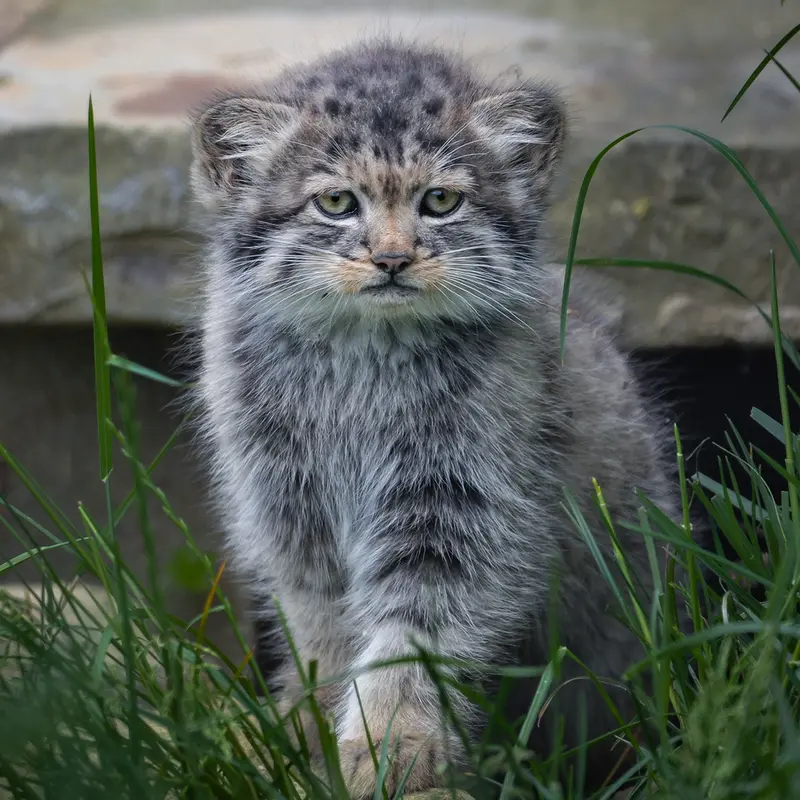 A photograph of a Pallas's cat in Port Lympne Wild Animal Park