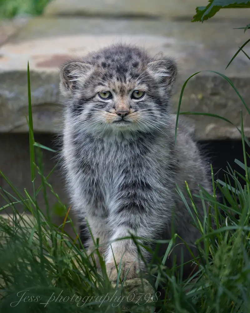 A photograph of a Pallas's cat in Port Lympne Wild Animal Park