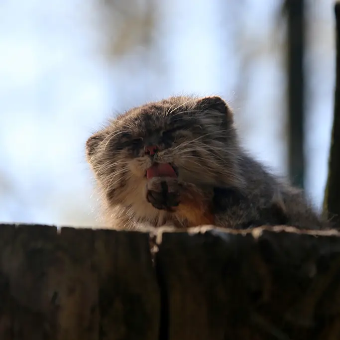 A photograph of Pazzo in Łódź Zoo
