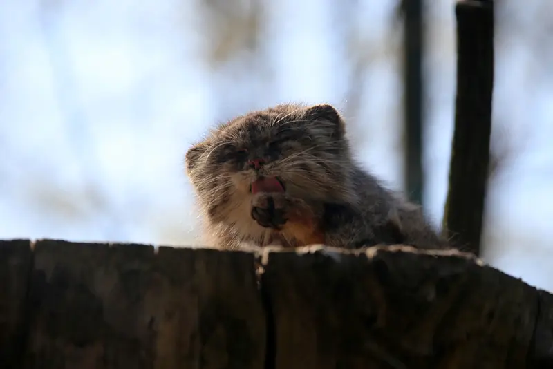 A photograph of Pazzo in Łódź Zoo