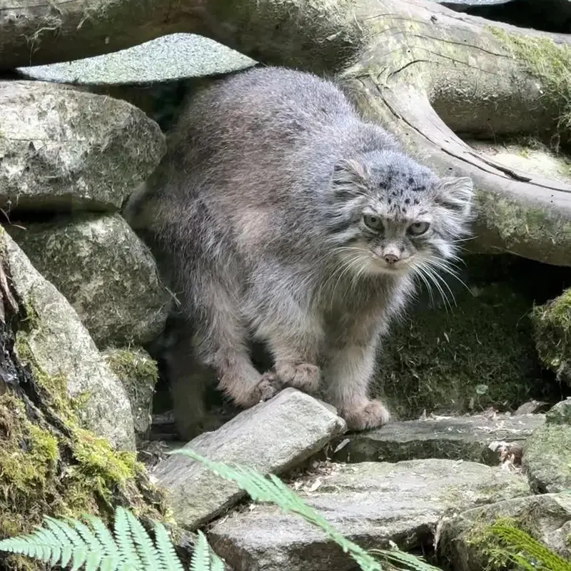 A photograph of a Pallas's cat in Opel Zoo