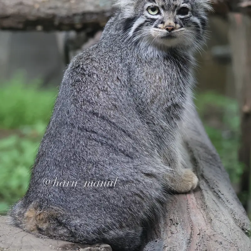 A photograph of Abrikos in Nasu Animal Kingdom