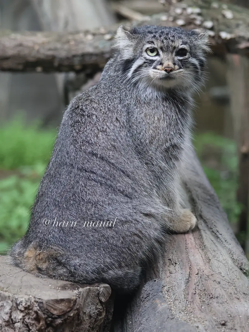 A photograph of Abrikos in Nasu Animal Kingdom
