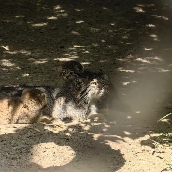 A photograph of Ginger in Novosibirsk Zoo