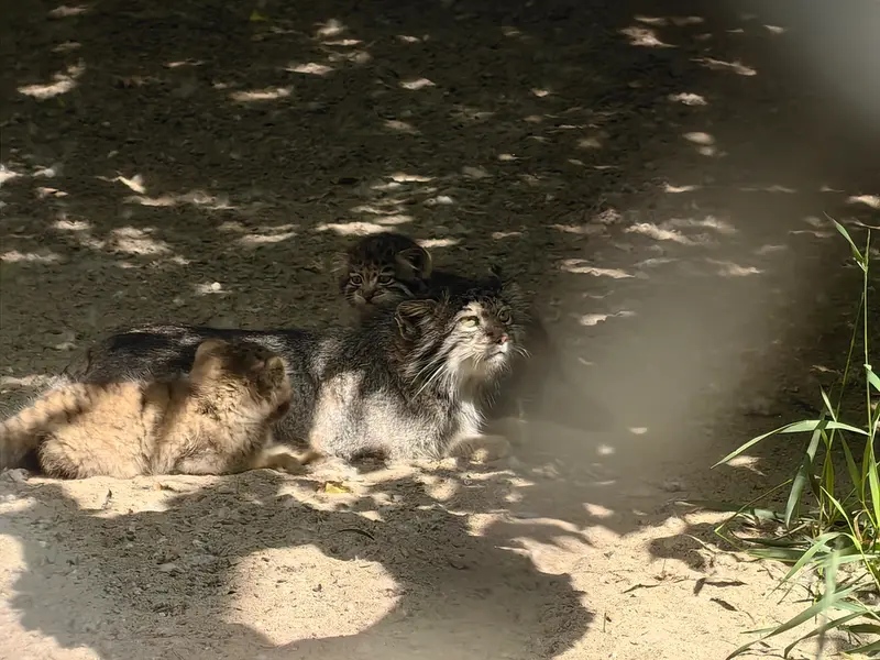 A photograph of Ginger in Novosibirsk Zoo
