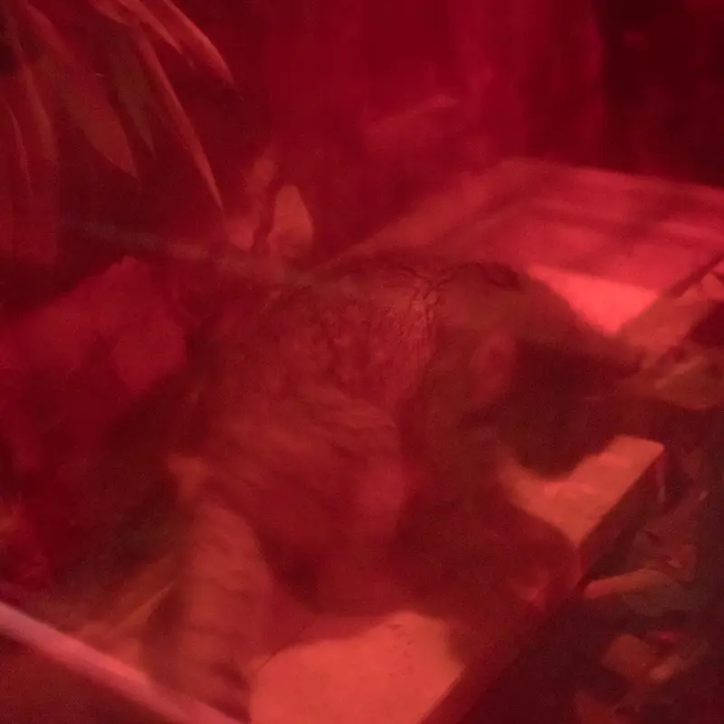 A photograph of Naim in Ueno Zoological Gardens