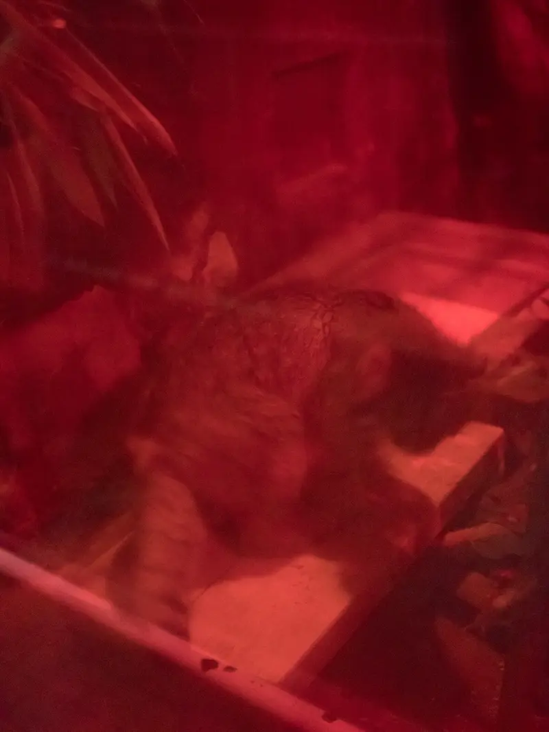 A photograph of Naim in Ueno Zoological Gardens