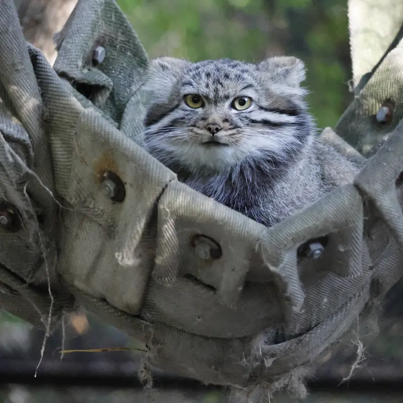 A photograph of a Pallas's cat in Novosibirsk Zoo