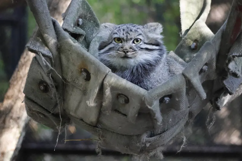 A photograph of a Pallas's cat in Novosibirsk Zoo