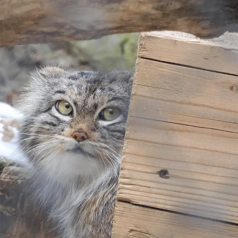 A photograph of a Pallas's cat in Novosibirsk Zoo